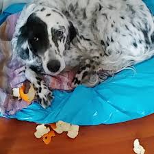 And Then Stomach Ache Orangelulu Cani Dogs Doglovers Dogspictures Ache Cani Doglovers Dogs Dogspictures Orangelulu In 2020 Dog Lovers Stomach Ache Dogs