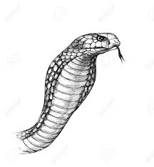 How to draw a snake head? Hand Drawn Cobra With Tongue And Hood Isolated On White Background Stock Photo Picture And Royalty Free Image Image 120611268