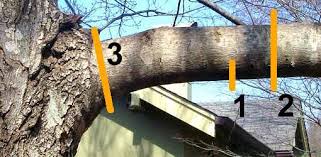 Pin On Gardening Tips