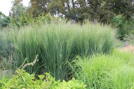 Image result for Panicum nervatum