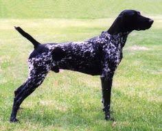 Check spelling or type a new query. 12 Best Black Tick German Shorthair Ideas German Shorthair German Shorthaired Pointer Pointer Puppies