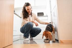 A daily treat w/ a blend of nutrients not found in most dog foods. Vitamins And Minerals Required In Dog Nutrition Great Pet Care