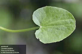Image result for Centella glabrata