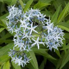 Image result for Oxyanthus latifolius