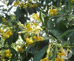 Image result for Hymenosporum