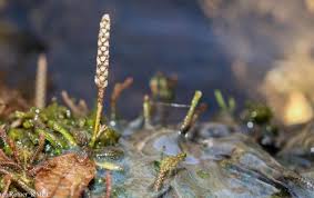 Image result for Hydrostachys lukungensis
