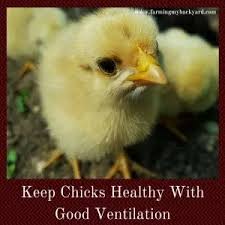 Symptoms include diarrhea, vomiting, abdominal cramps and fever; Chicken Diseases You Need To Know About Farming My Backyard