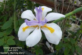 Image result for Dietes flavida