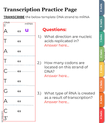 Trna, or transfer rna, is the decoder of the mrna message during protein translation. Transcription Practice Worksheet