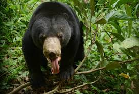 Bornean sun bear conservation centre (bsbcc) Sun Bear World S Smallest Bear Has Surprisingly Human Traits Cool Green Science