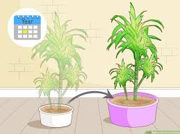 Here's what you need to know about repotting christmas cactus including when & how to do it along with the best soil mix to use.christmas cactus, although lovely. How To Care For A Dracaena 10 Steps With Pictures Wikihow