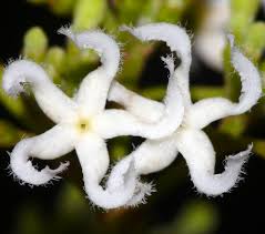 Image result for Cryptolepis apiculata