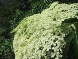 Elders are partially self fertile, but will produce more berries with another variety planted nearby. Elderberry Twisted Tree Farm
