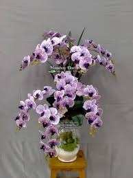 Tanaman hias pembersih udara dalam ruangan. Rangkaian Anggrek Bulan Meja Sudut Mambayflorist