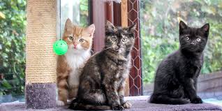 Then every year of human is equal to 4 cat years. Choosing A Kitten International Cat Care