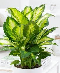 How To Propagate A Dieffenbachia Plant Using Cuttings Household Plants Dracaena Plant Plants