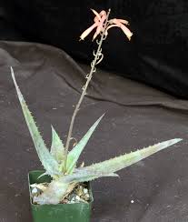 Image result for Aloe bukobana