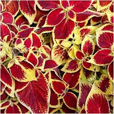 Image result for Coleus meyeri