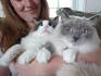 Ragdoll cat price range. Ragdoll Kittens for Sale cost ...