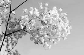 Check spelling or type a new query. Black And White Flowers Free Stock Photo Public Domain Pictures