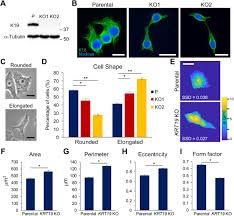 Asymmetric cell division is a major mechanism generating cell diversity. Keratin 19 Maintains E Cadherin Localization At The Cell Surface And Stabilizes Cell Cell Adhesion Of Mcf7 Cells Biorxiv