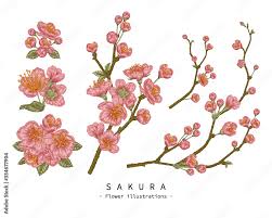 53 4 floral twig branch. Sketch Floral Decorative Set Cherry Blossom Flower Drawings Vintage Line Art Isolated On White Backgrounds Hand Drawn Botanical Illustrations Elements Vector Stock Vector Adobe Stock