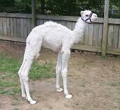 Pin On I Brake For Camels