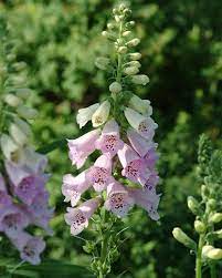 Digitalis Purpurea Camelot Lavender Common Foxglove