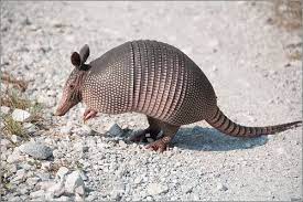 How To Get Rid Of Armadillos How To Trap Armadillos Armadillo Only In Texas Animals