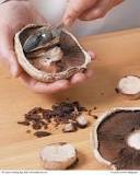 What is the dark part of a mushroom?