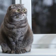 Their curiosity and playfulness continue well into adulthood. Cute And Condemned To Suffering It S Time To Ban The Breeding Of Mutant Cats
