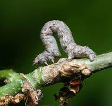 Cankerworm caterpillars hit Texas trees - Insects in the City