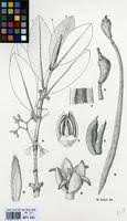 Image result for Rhizophora racemosa