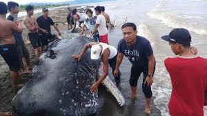 Pengambilan nama sperma pada paus ini disebabkan karena paus ini bisa menghasilkan cairan spremaceti yang dikeluarkan dari kepalanya. Mengenal Jenis Paus Sperma Biota Laut Yang Terdampar Di Pantai Babalalang Mamuju Tribun Timur