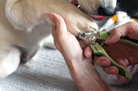The stainless steel blades are razor sharp and ready to go out of the box. The 9 Best Dog Nail Clippers Of 2021