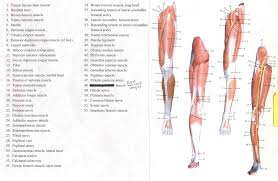 Human Leg And Foot Skeleton Image Sample Exam Questions