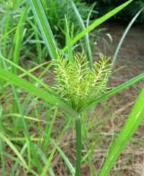 Image result for Microcharis