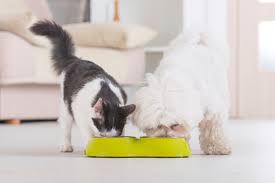 Pet Food Store Il Corner Iper Dedicato Ai Nostri Amici Animali In 2020 Can Dogs Eat Food Animals Dog Insurance