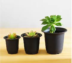 Check spelling or type a new query. á‚Ø´Ø­Ù† Ù…Ø¬Ø§Ù†ÙŠ 10 Ù‚Ø·Ø¹Ø© Ø§Ù„ÙˆØ­Ø¯Ø© Ø£Ø³ÙˆØ¯ Ø²Ù‡ÙˆØ± Ø­ÙˆØ¶ Ø¨Ù„Ø§Ø³ØªÙŠÙƒ Fleshier Ù†Ø¨Ø§Øª Ø§Ù„ØµØ¨Ø§Ø± Ø§Ù„Ø£Ø³ÙˆØ¯ ÙØ±Ùƒ Ø­ÙˆØ¶ Ø§Ù„Ø¬Ù…Ù„Ø© Ù„ÙˆØ§Ø²Ù… Ø­Ø¯ÙŠÙ‚Ø© A998