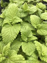 Image result for Melissa officinalis