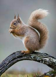 Pin By Nilanjana Dey On Nature Red Squirrel Really Cute Dogs Squirrel