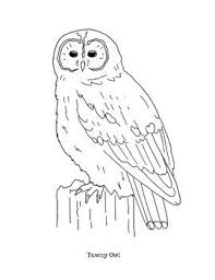 Tawny Owl Coloring Page By Mama Draw It Teachers Pay Teachers In 2020 Owl Coloring Pages Coloring Pages Owl