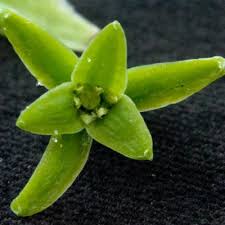 Image result for Coleochloa setifera