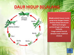 Oleh Dian Ratna Budiasih Ppt Download