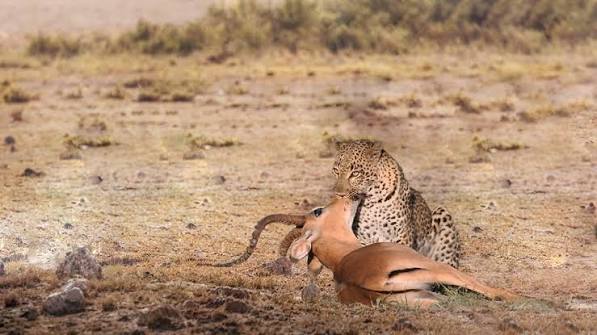 Leopard Hunting Antelope Success