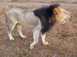 Treknature Black Maned Lion Photo Lions Photos Lion Mane Creature Design