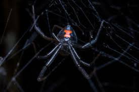 Most people know that much, but can you pass there are very few things in nature that are imbued with the same sublime sense of awe as the black widow spider. Brown Recluse Vs Black Widow Spiders