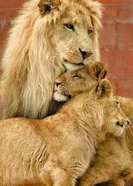 Image result for lion biting lioness tail