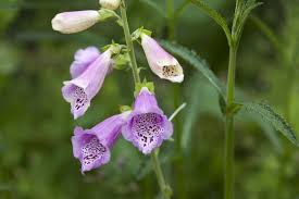 Image result for Digitalis purpurea alba/ red spots