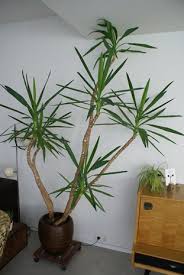 Today there are 424 locations in 52 countries worldwide. Yucca Elephantipes Spineless Yucca Stick Yucca Guide Our House Plants